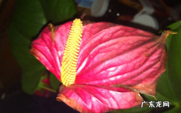 水培红掌植物怎么养植水培红掌养殖注意什么