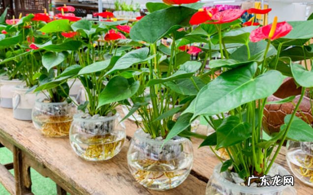 水培红掌植物怎么养植水培红掌养殖注意什么