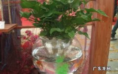 水培红掌植物怎么养植水培红掌养殖注意什么