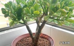 多肉植物玉树怎么养殖多肉植物玉树养殖注意什么