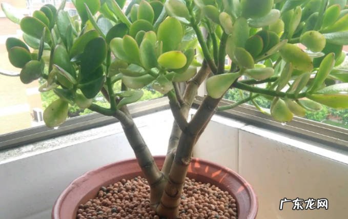 多肉植物玉树怎么养殖多肉植物玉树养殖注意什么