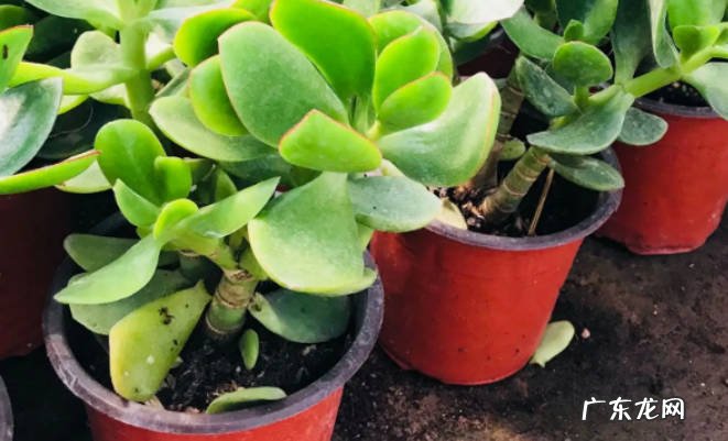 多肉植物玉树怎么养殖多肉植物玉树养殖注意什么