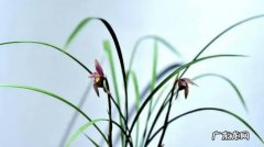 兰花冬天多久浇一次水 兰花冬天什么时候浇水