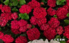 红宝石花怎么养 红宝石花繁殖方法有哪些