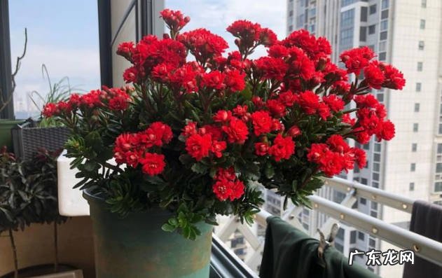 红宝石花怎么养 红宝石花繁殖方法有哪些