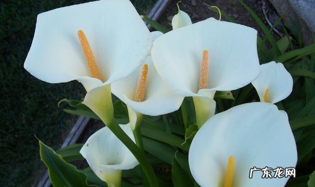 怎么养马蹄莲爆盆马蹄莲繁殖方法有哪些