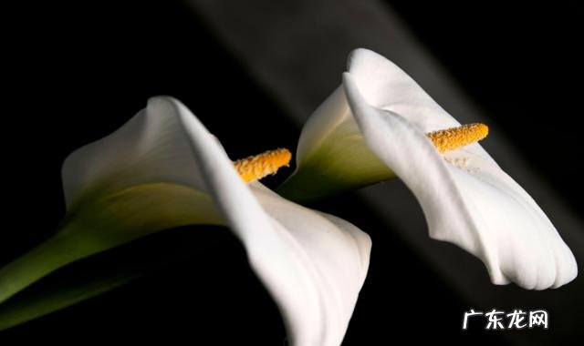 怎么养马蹄莲爆盆马蹄莲繁殖方法有哪些