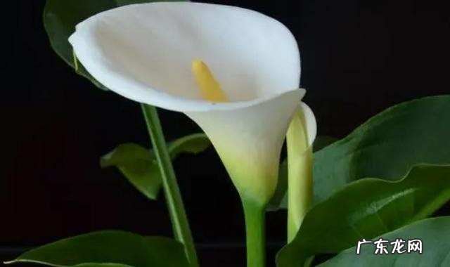 怎么养马蹄莲爆盆马蹄莲繁殖方法有哪些