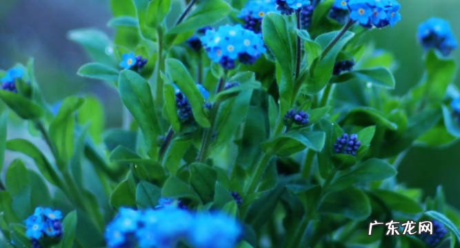 勿忘我的花怎么养勿忘我花怎么繁殖