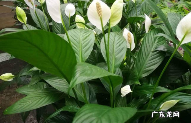 玉簪花 公认的好养的耐阴花有哪些