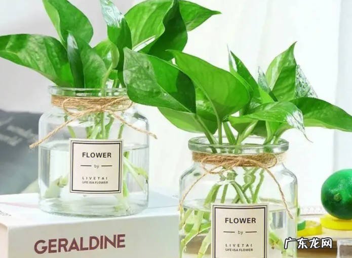 玉簪花 公认的好养的耐阴花有哪些