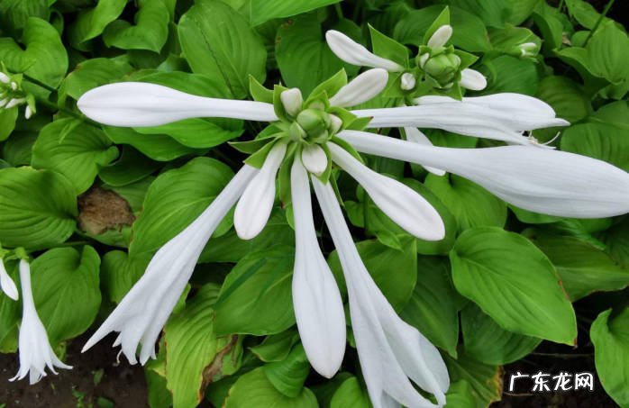 玉簪花 公认的好养的耐阴花有哪些