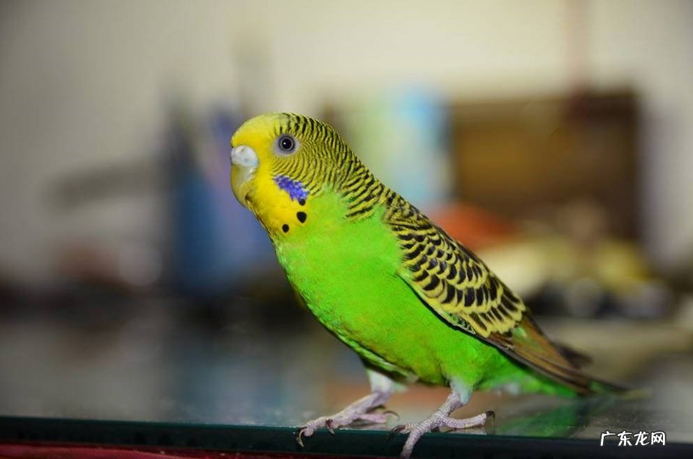 虎皮鹦鹉 哪些鹦鹉养的人最多
