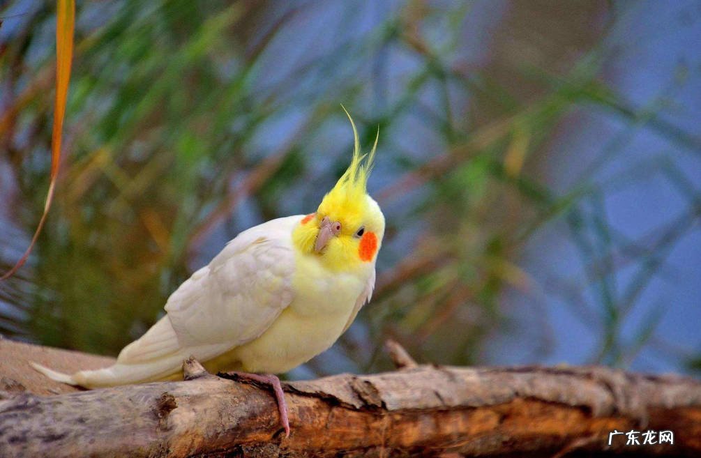 虎皮鹦鹉 哪些鹦鹉养的人最多