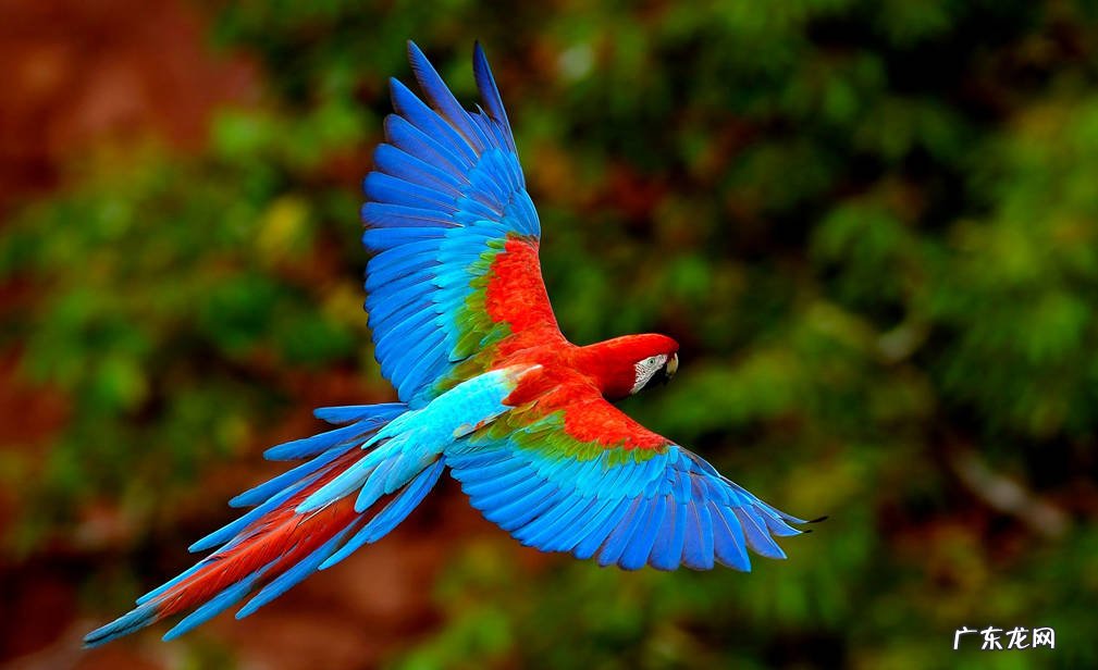 虎皮鹦鹉 哪些鹦鹉养的人最多