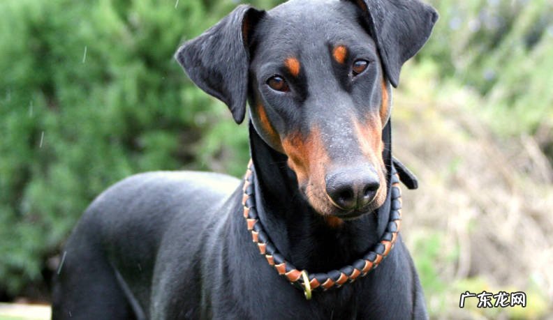 比特犬 不建议女生养的狗狗有哪些