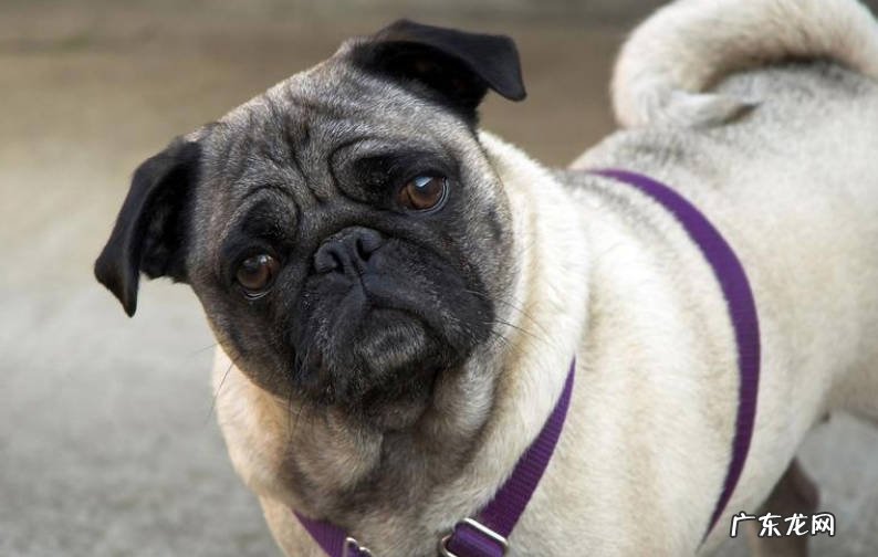 耳朵 法斗和巴哥的区别是什么