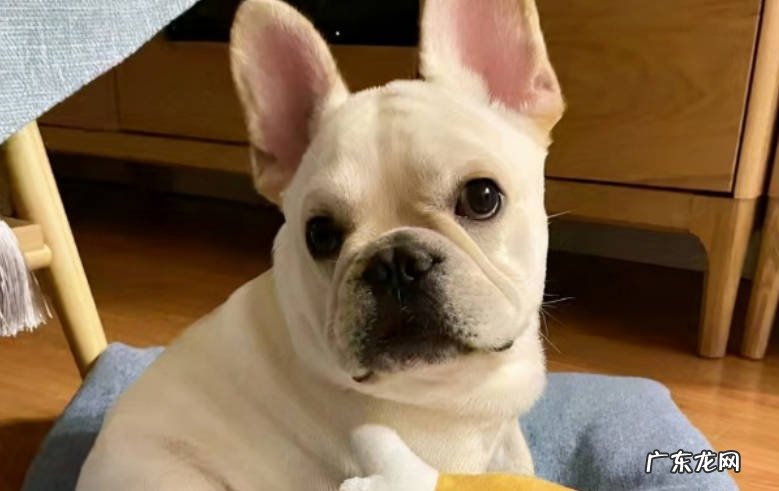 耳朵 法斗和巴哥的区别是什么