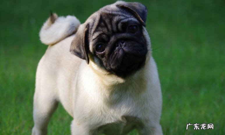 耳朵 法斗和巴哥的区别是什么