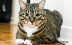 狸花猫 哪些猫咪懂得报恩