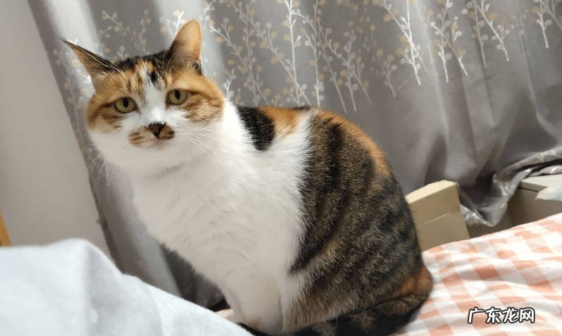 狸花猫 哪些猫咪懂得报恩
