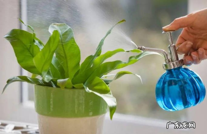 更换盆土 养花的好习惯有哪些