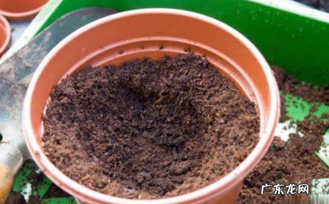 更换盆土 养花的好习惯有哪些