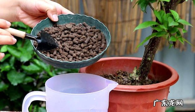 更换盆土 养花的好习惯有哪些