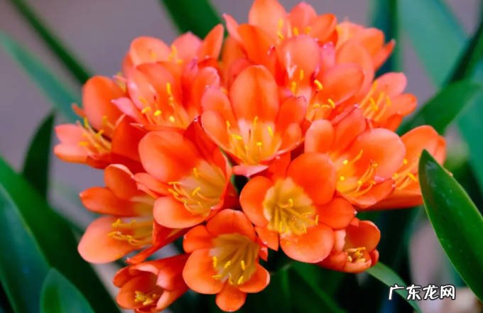 君子兰 哪些植物耐阴又容易开花