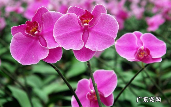 君子兰 哪些植物耐阴又容易开花