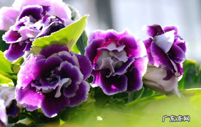 君子兰 哪些植物耐阴又容易开花