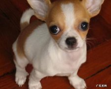 吉娃娃 三大恶犬指的是什么