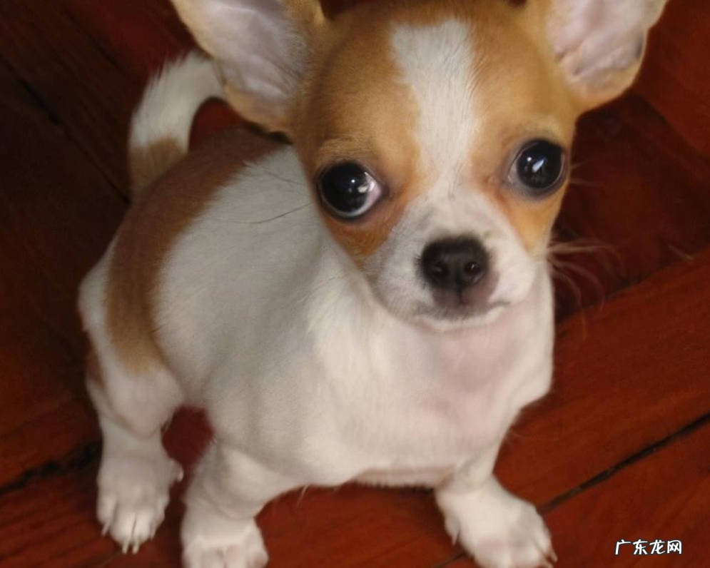 吉娃娃 三大恶犬指的是什么
