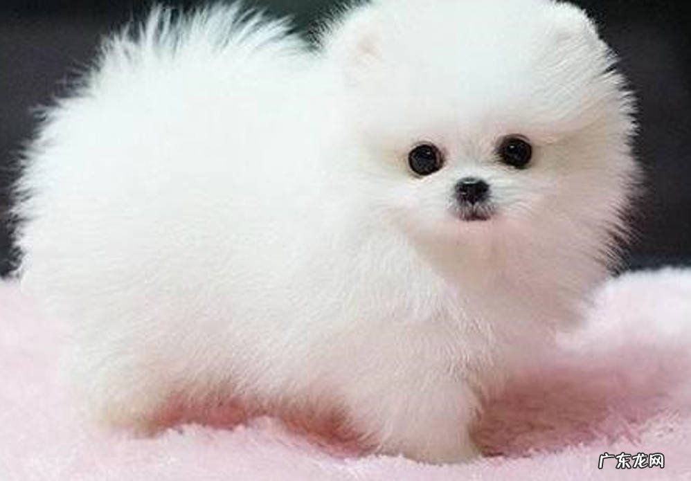 吉娃娃 三大恶犬指的是什么