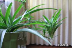 吊兰 什么品种的花卉适合室内养护