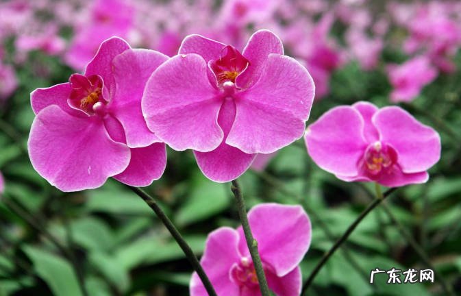 蝴蝶兰 哪些品种的花怎么用心也养不好