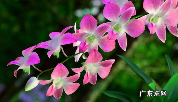 蝴蝶兰 哪些品种的花怎么用心也养不好