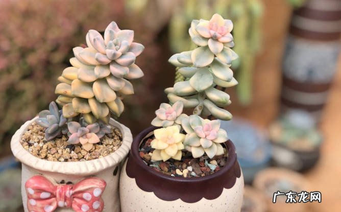 蝴蝶兰 哪些品种的花怎么用心也养不好