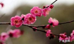 18度左右 梅花冬天所需温度多少度