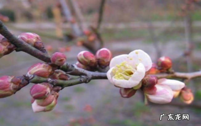 18度左右 梅花冬天所需温度多少度