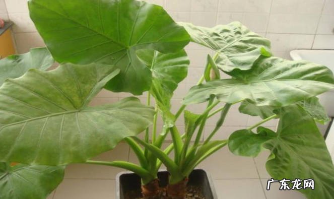 注意提供光照 滴水观音怎么养才能长得好