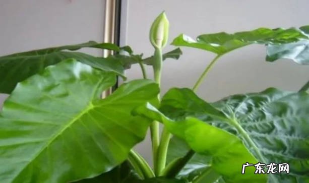 注意提供光照 滴水观音怎么养才能长得好