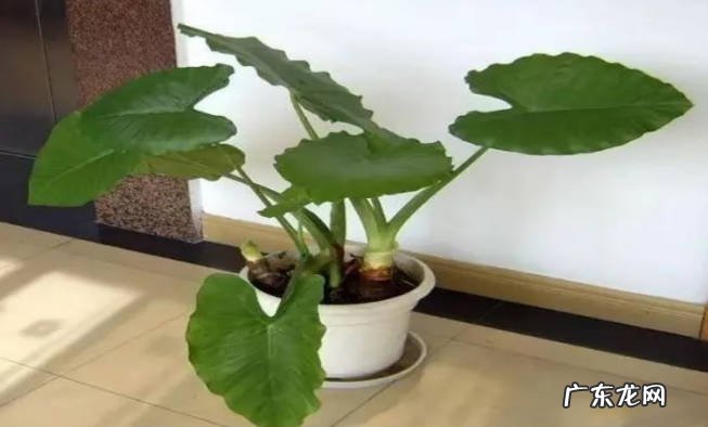 注意提供光照 滴水观音怎么养才能长得好