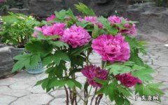 避免暴晒 夏季养护盆栽牡丹花有哪些需要注意的