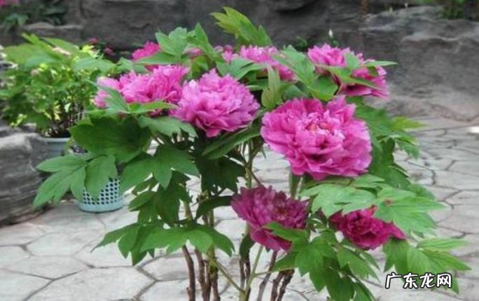 避免暴晒 夏季养护盆栽牡丹花有哪些需要注意的