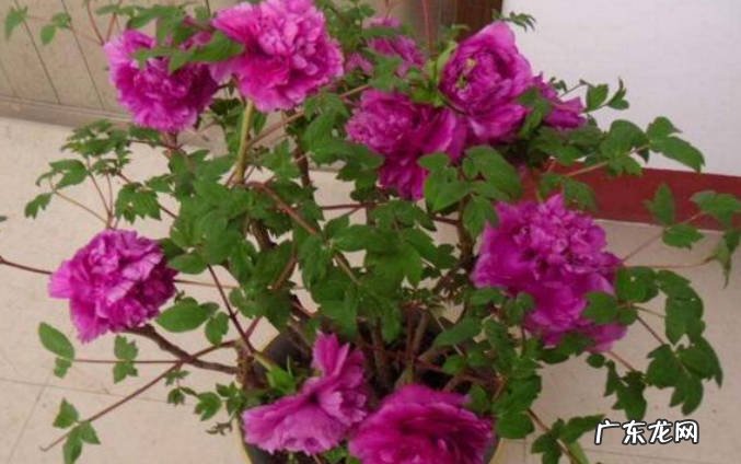 避免暴晒 夏季养护盆栽牡丹花有哪些需要注意的