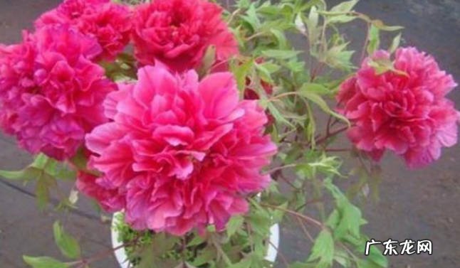 避免暴晒 夏季养护盆栽牡丹花有哪些需要注意的