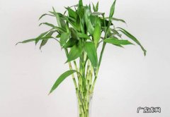 富贵竹 客厅可以摆放哪些旺人气的富贵花