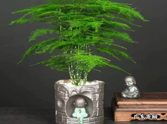 发财树 室内可以摆放哪些寓意好的植物