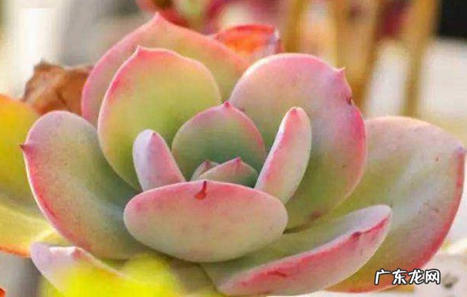 修剪 怎样养护多肉才能让它在春天状态慢慢变好